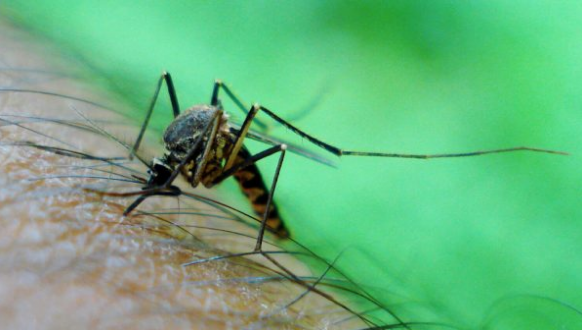 Close up of Mosquito