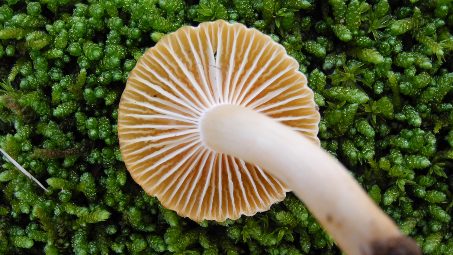 Underside of mushroom