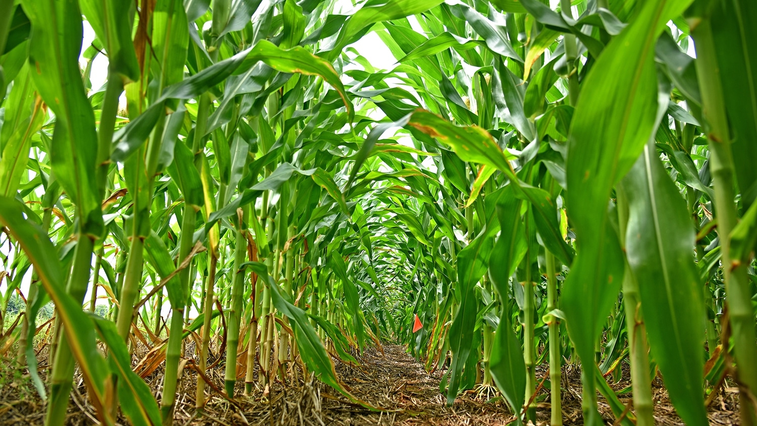 A close-up image of rows of corn in a field