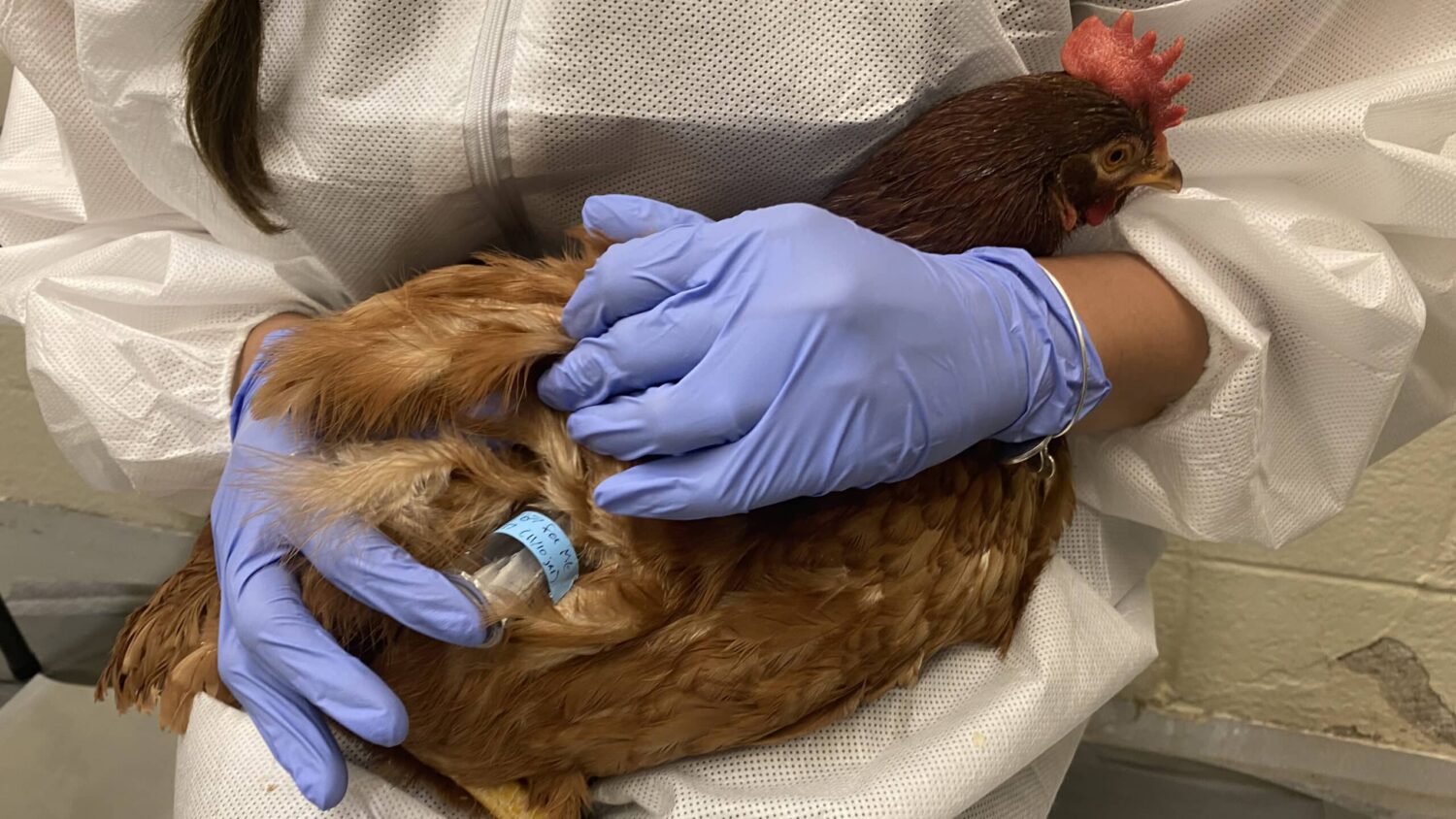 Chicken used to test drugs' effectiveness in killing bed bugs.