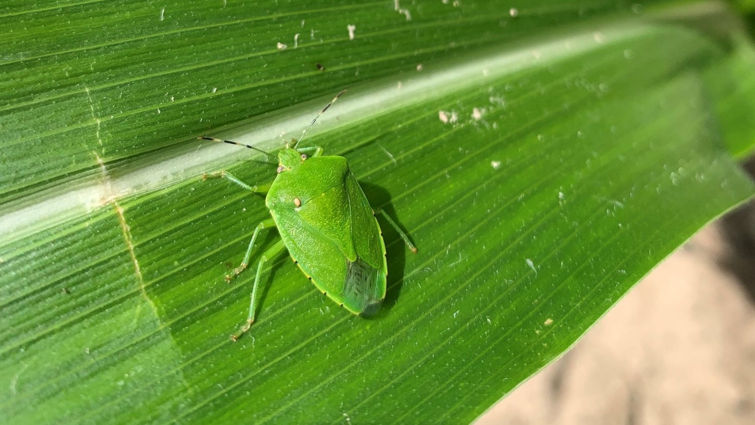a green stink bug on a crop