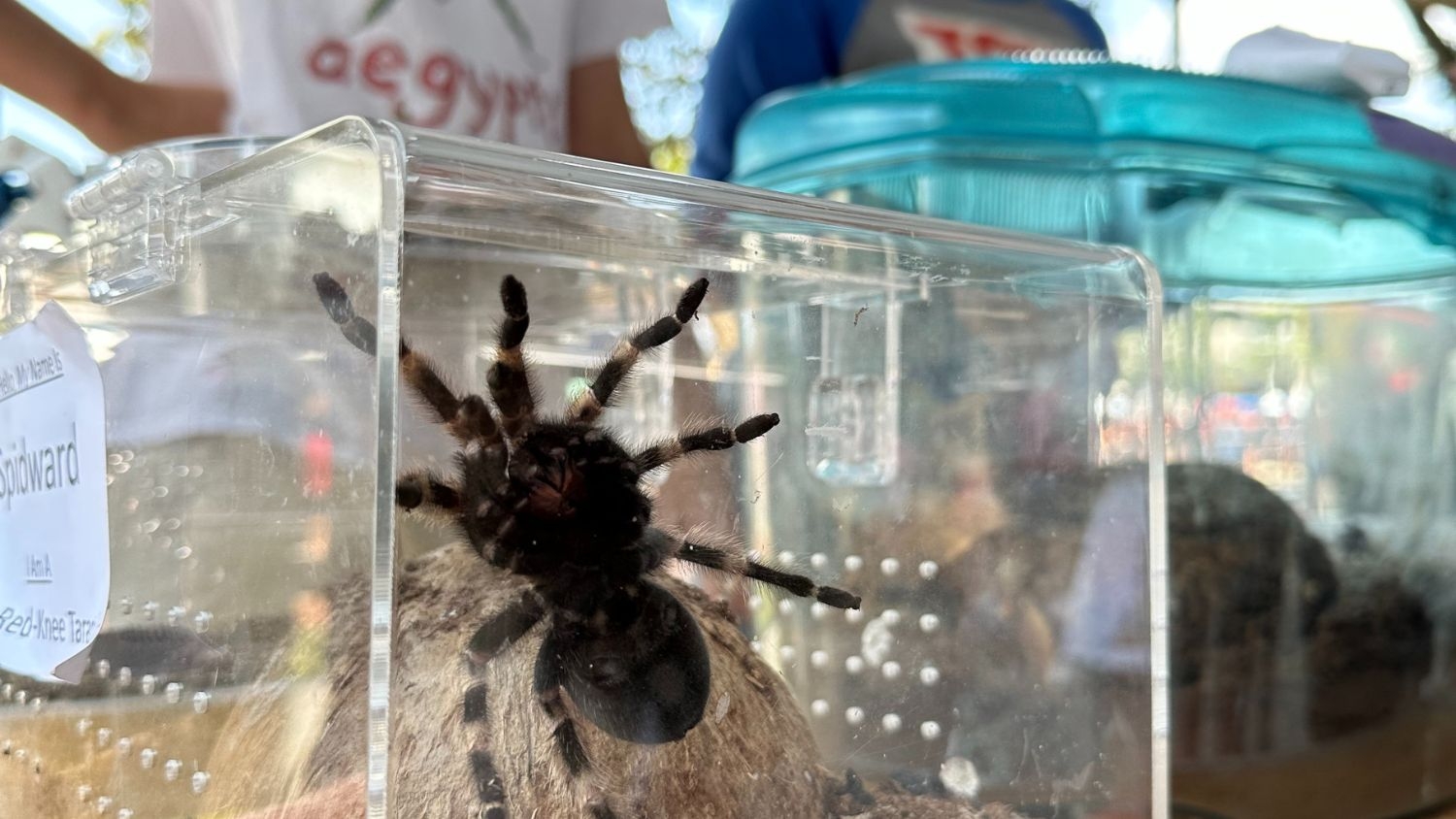a tarantula in an enclosure