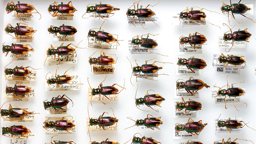 insect specimens