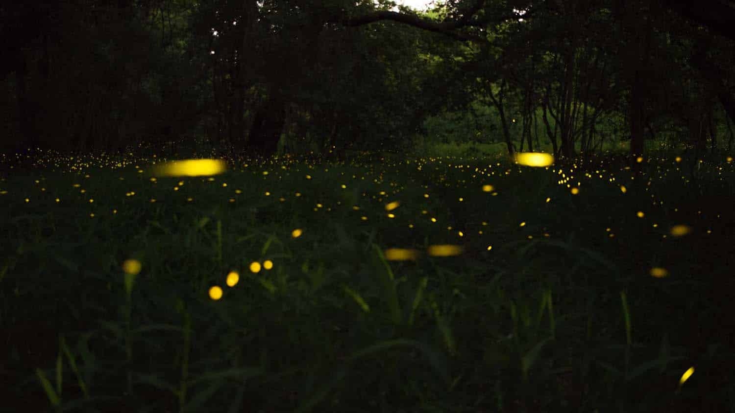 a time-lapse photograph shows fireflies as blurs of light in a meadow surrounded by trees at dusk.