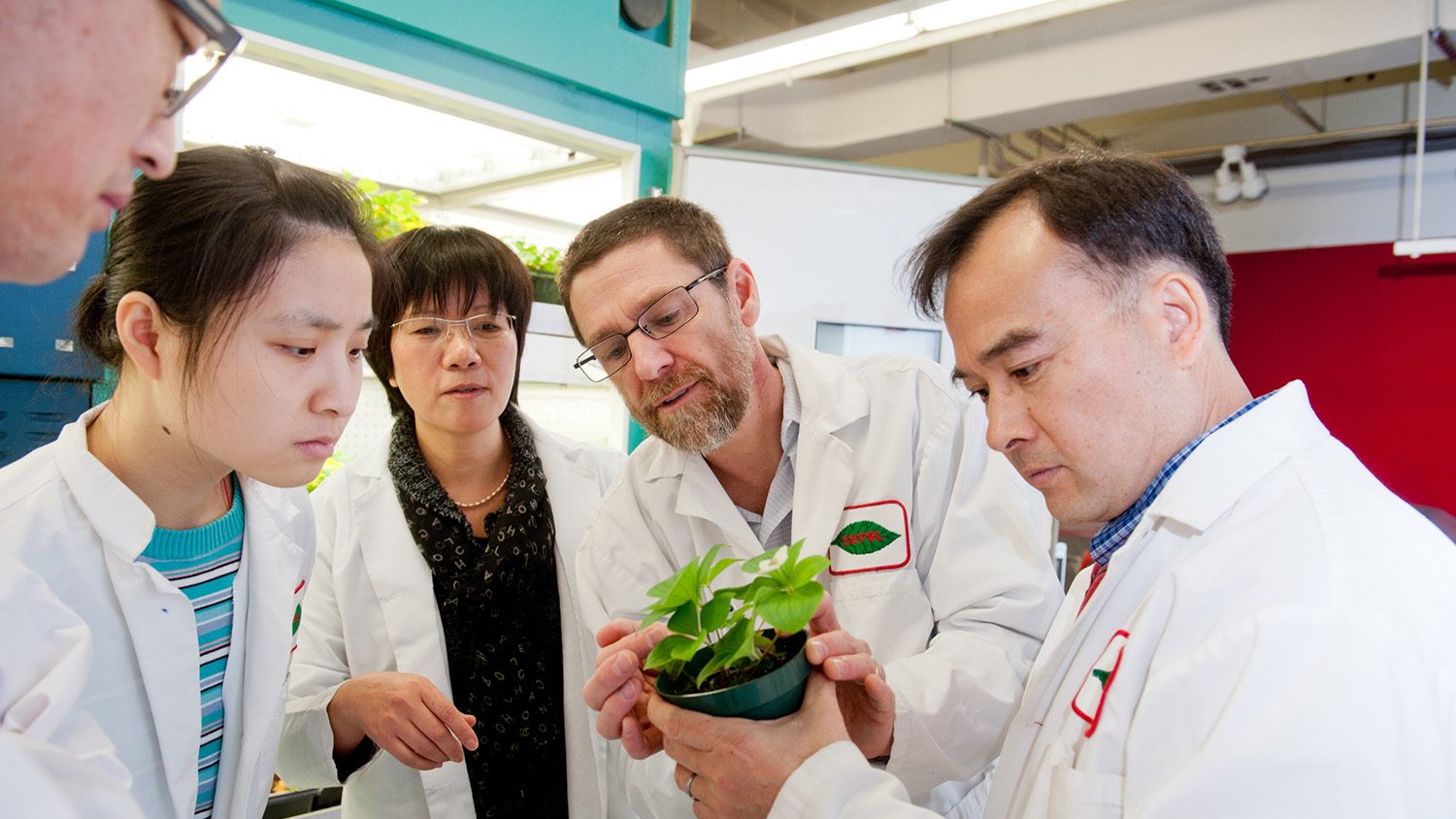 Five NC State College of Agriculture and Life Sciences researchers examine a small dogwood plant in a pot in a laboratory setting.