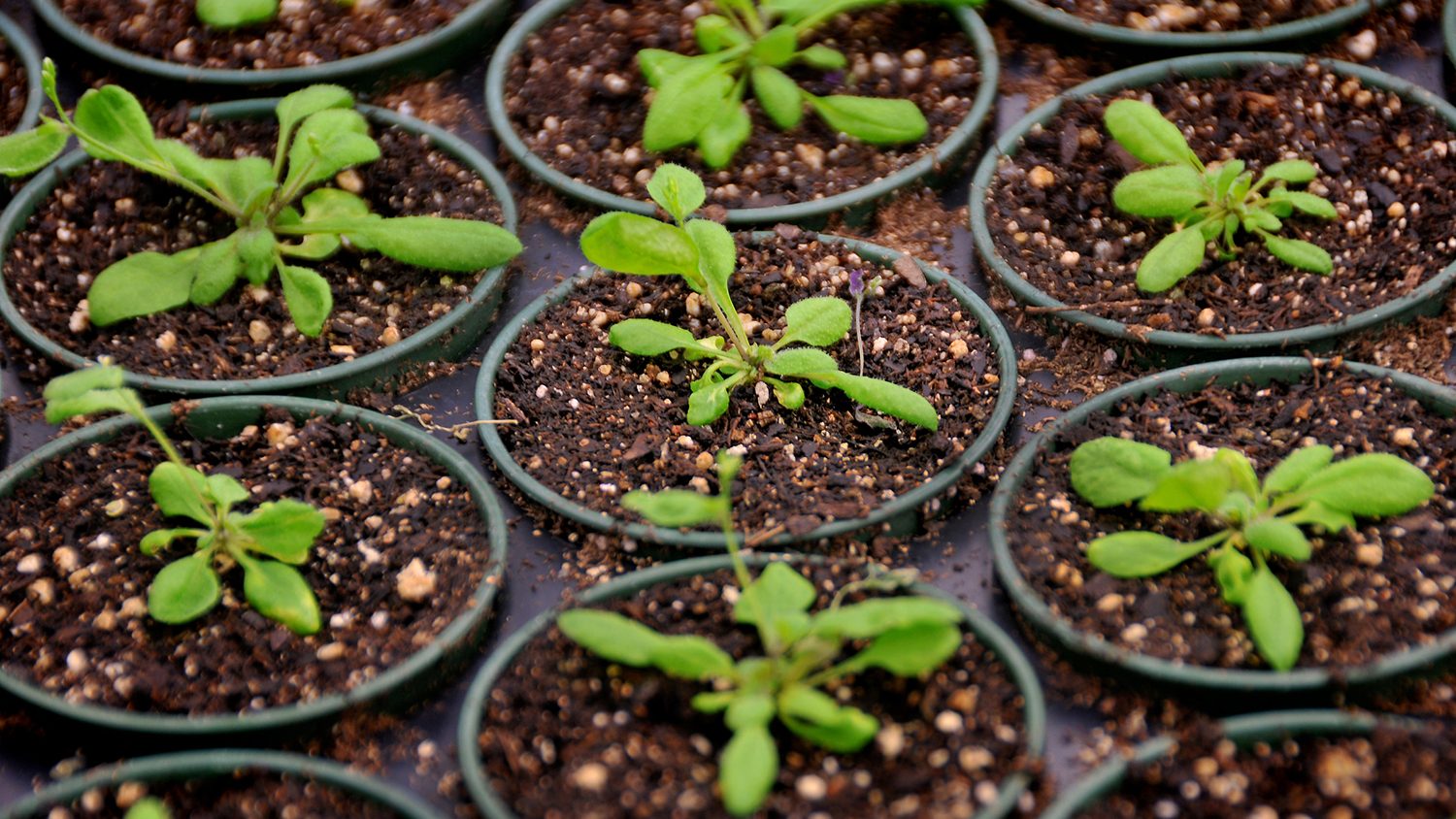 Seven seedlings in containers