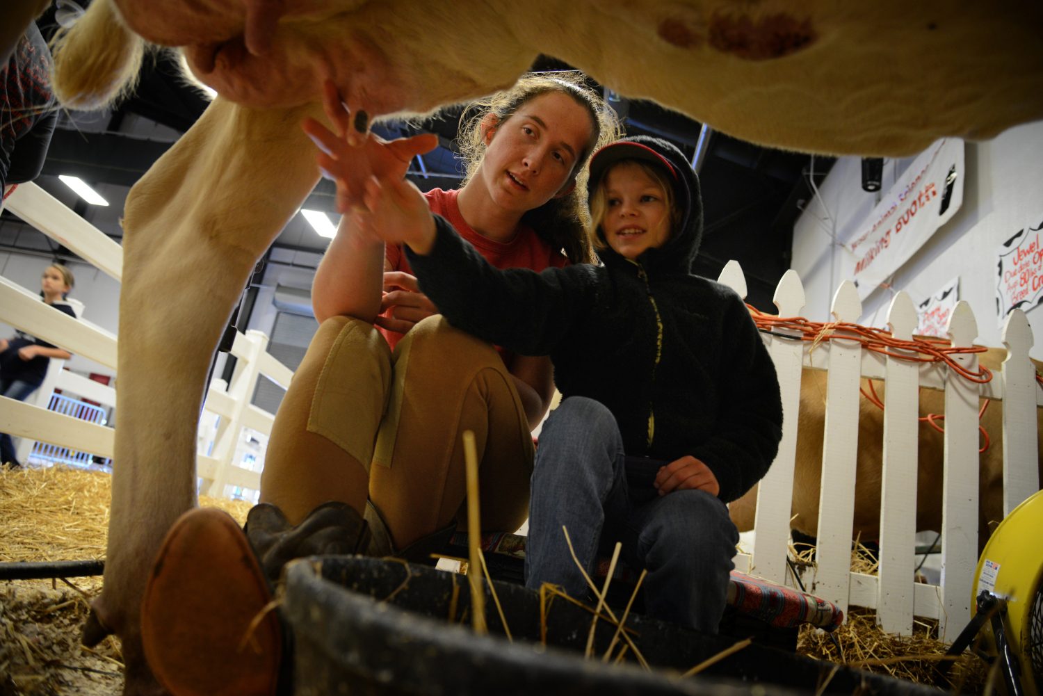 Student with child milking a cow