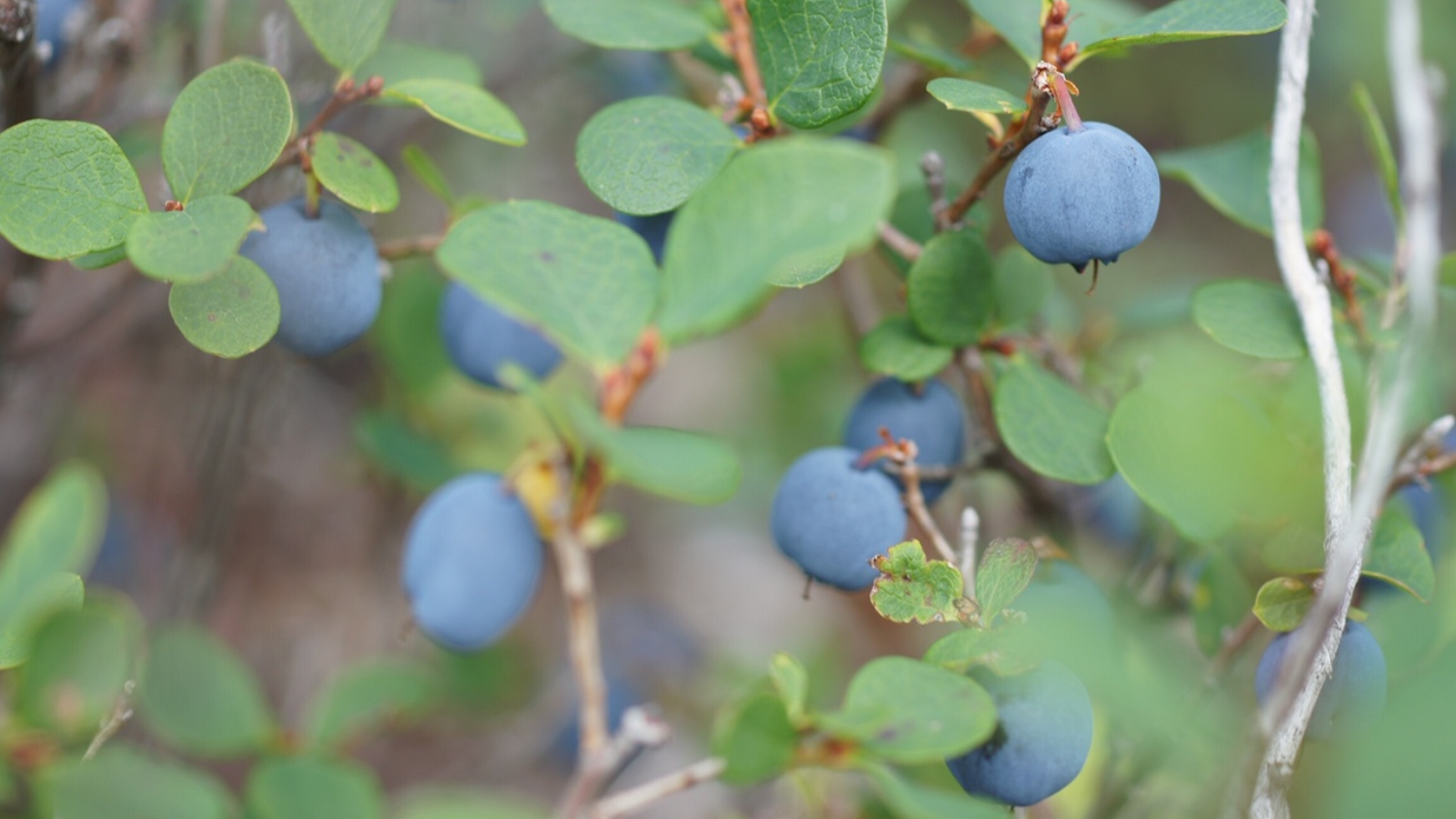 bog blueberries on a tree
