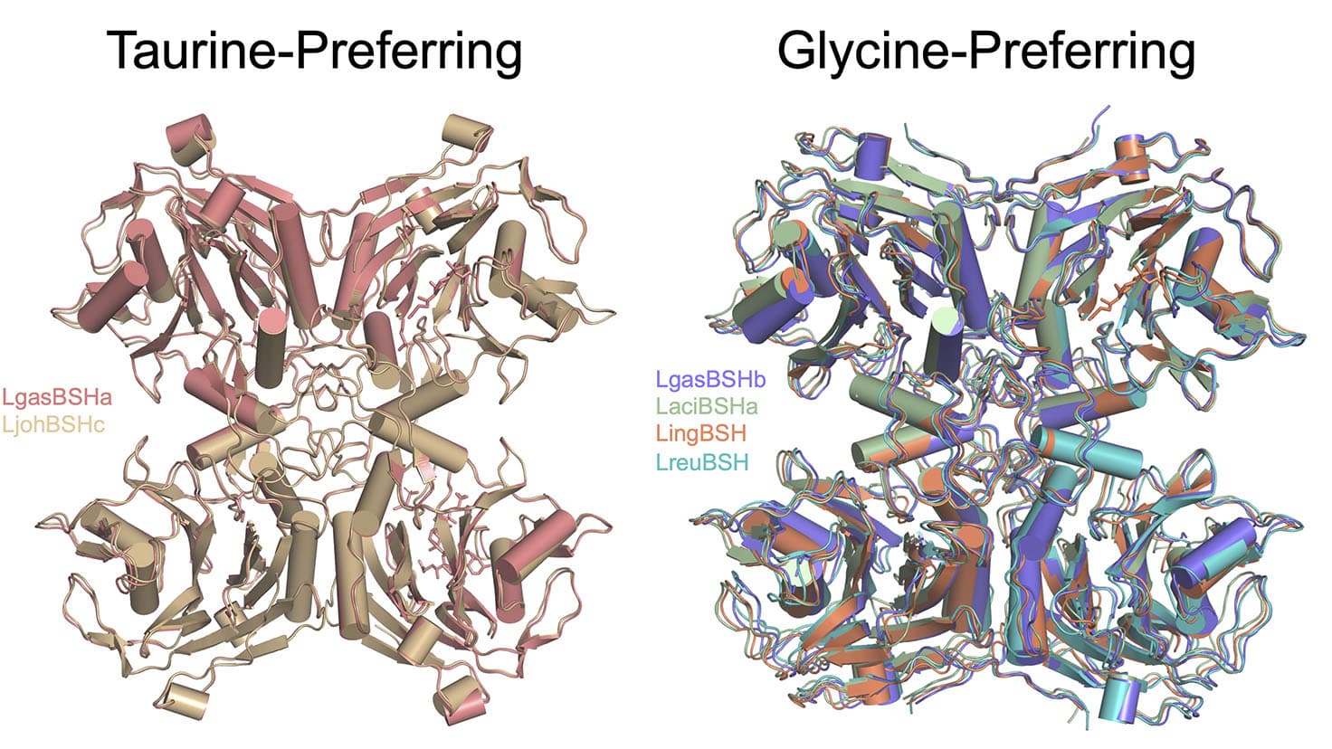 Enzyme protein structures