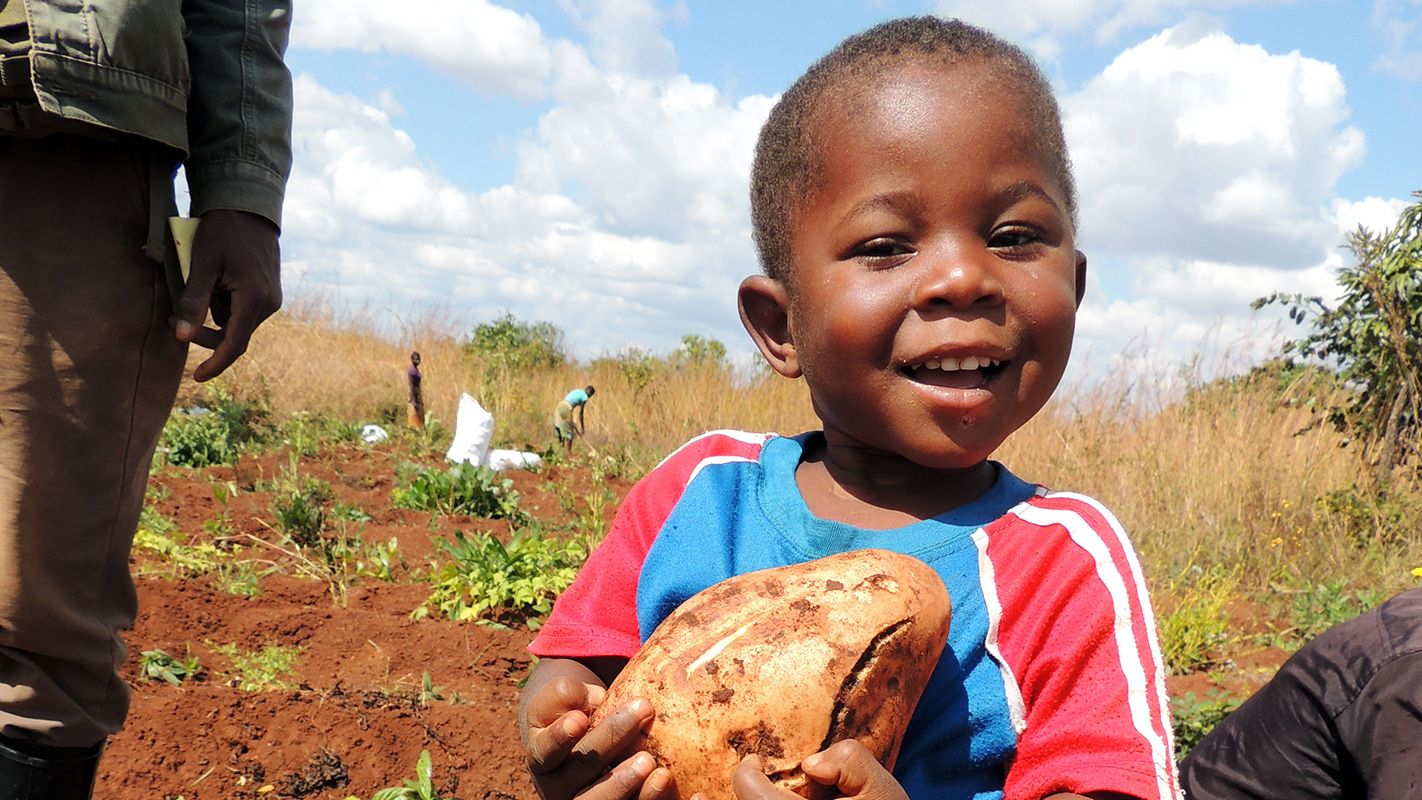 A young boy cradles a sweet potato in a field.