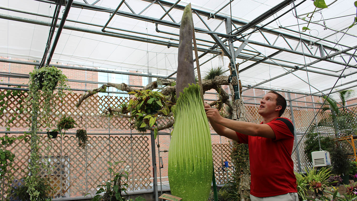 Brandon Huber works with corpse flower