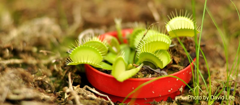 Venus Flytrap at NC State Conservatory