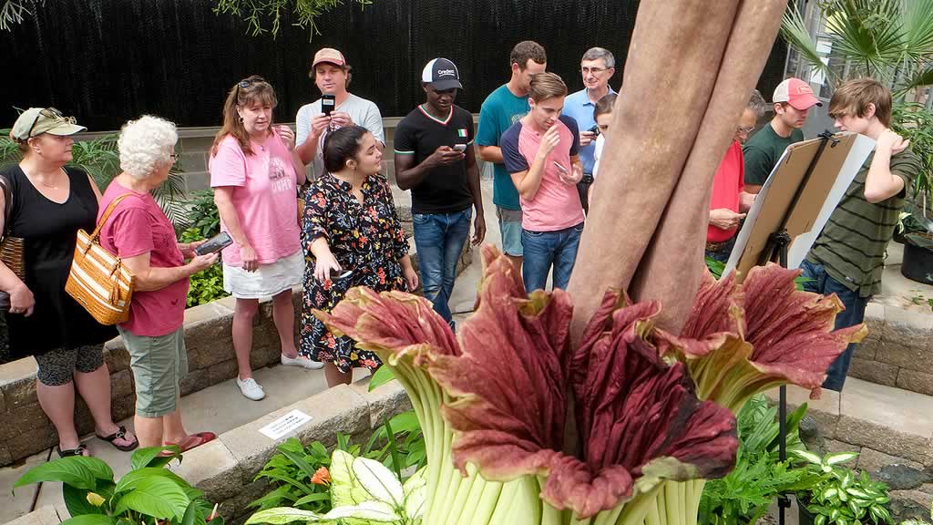 Visitors watch, Lupin, the corpse flower (Amorphophallus titanum)