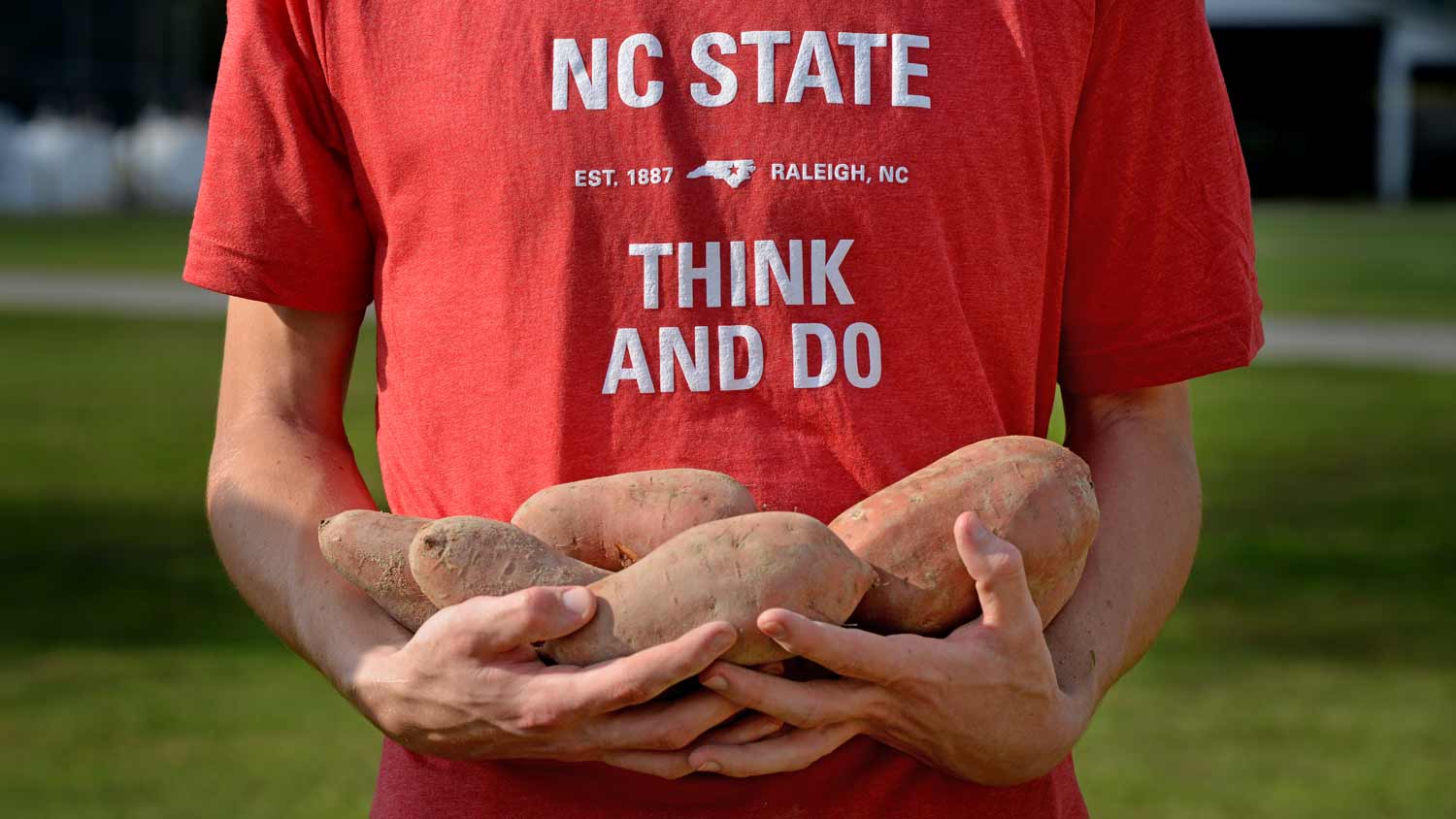 Man cradling 5 sweet potatoes in his arms, wearing an NC State t-shirt with their &quot;Think And Do&quot; slogan printed on it.