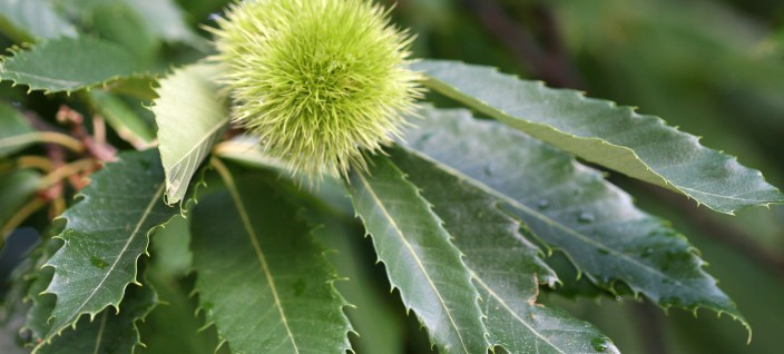 american chestnut seed