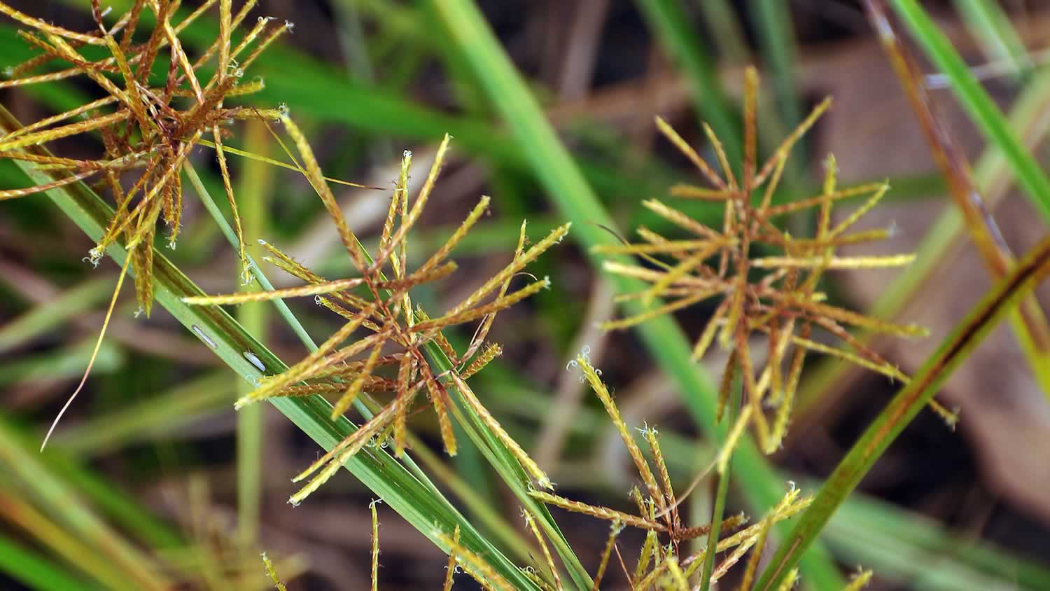 native plant