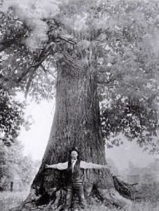 American chestnut tree