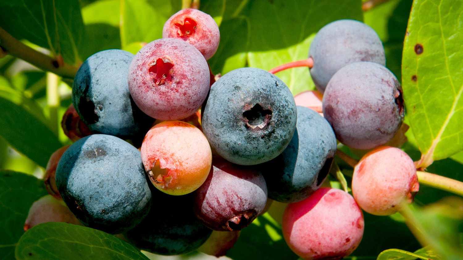 blueberries in the field