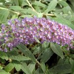 Buddleja Purple Haze flower