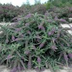 Buddleja Purple Haze plant