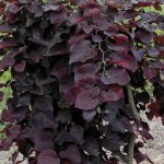 Cercis canadensis Ruby Falls plant