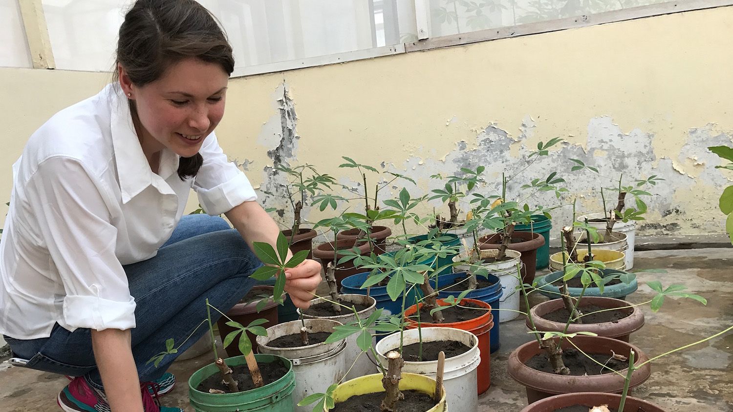 Woman with cassava plants in a greenhouse