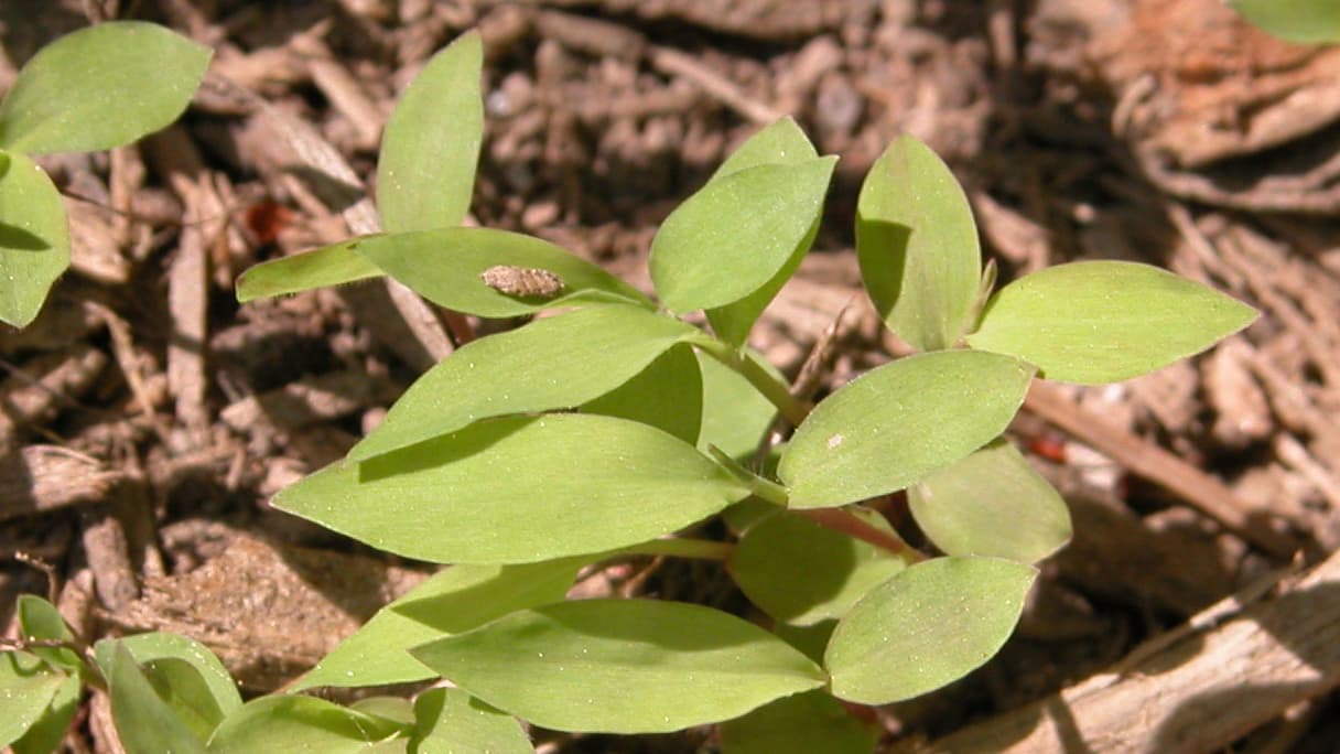 Microstegium, a type of weed.