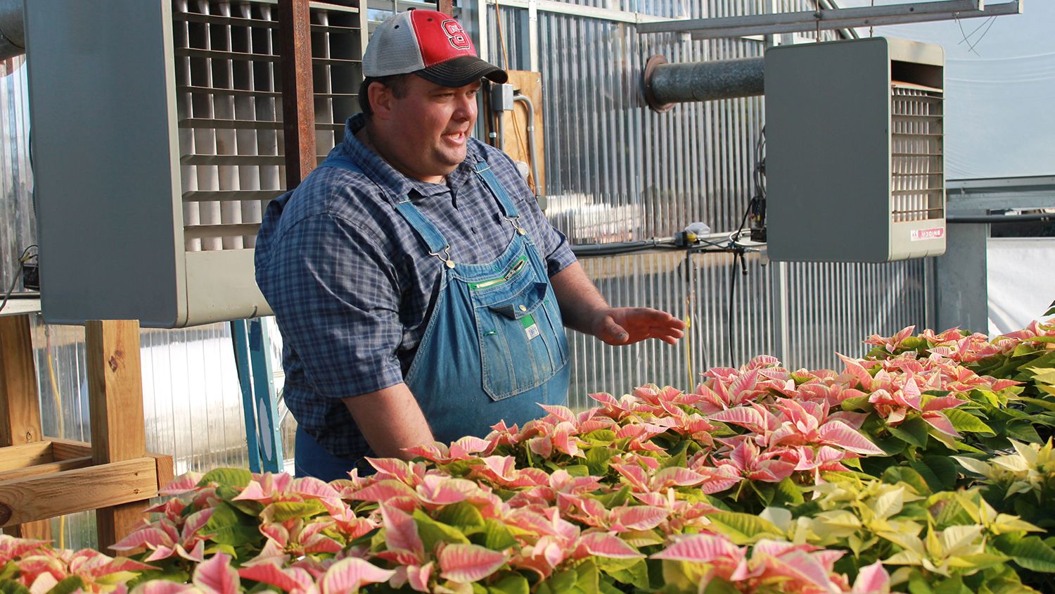 Farmer in overalls and cap discussing his poinsettias