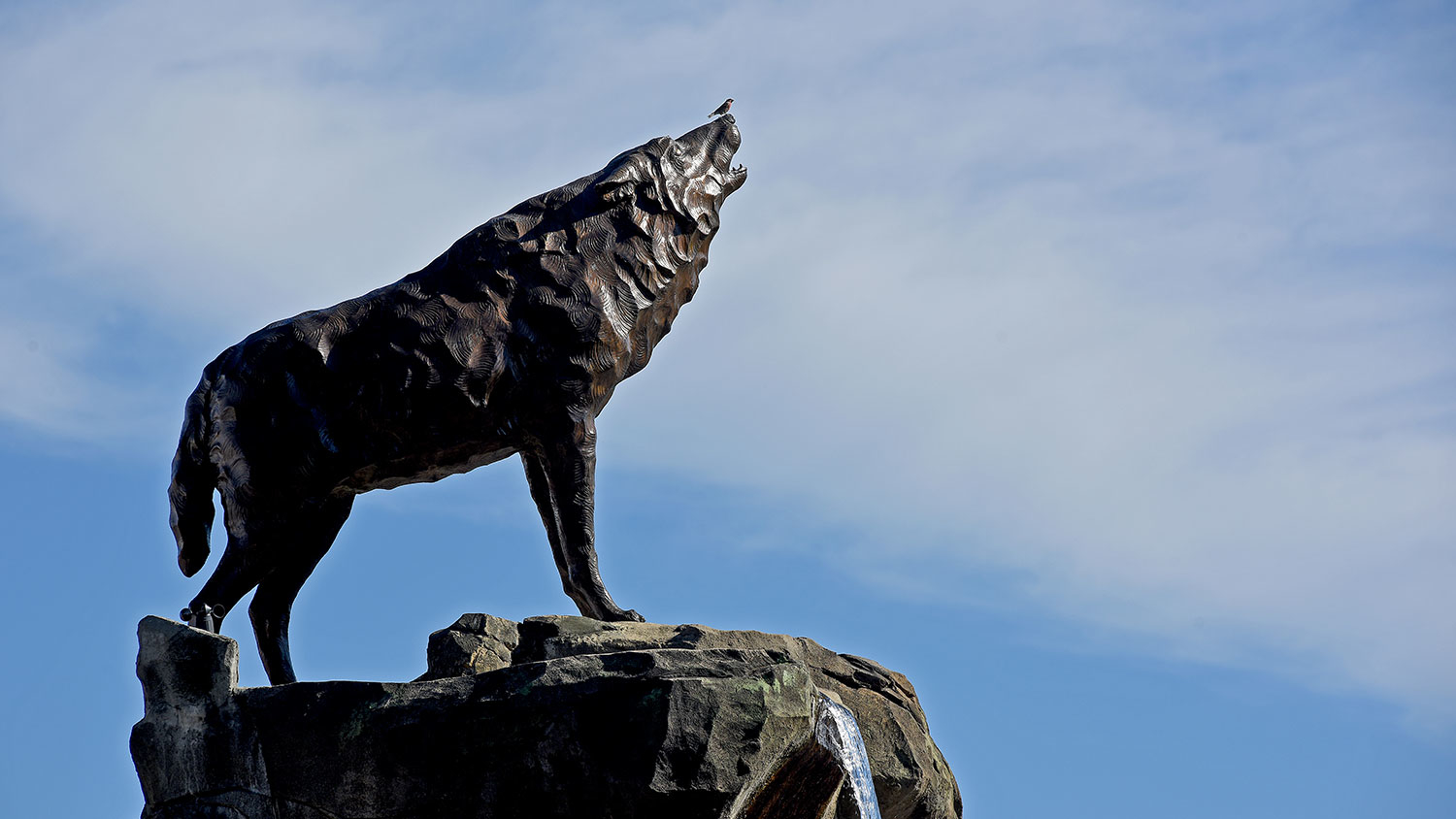 NC State wolf statue