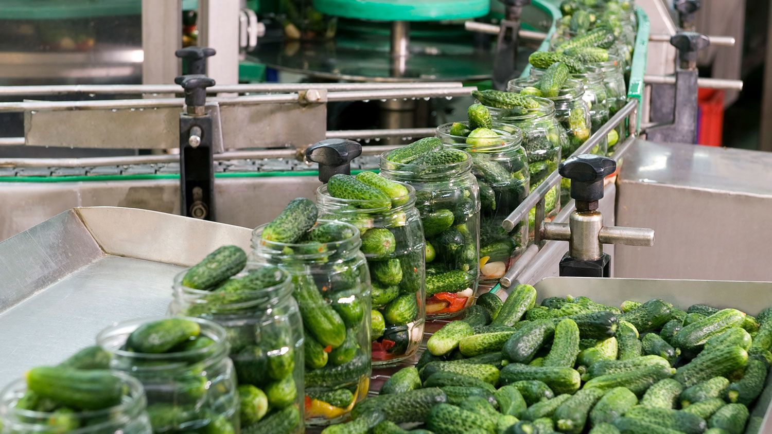 pickling cucumbers on a processing line