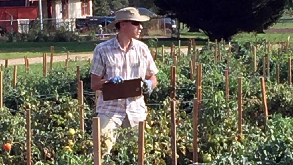 tomatoes preharvest production