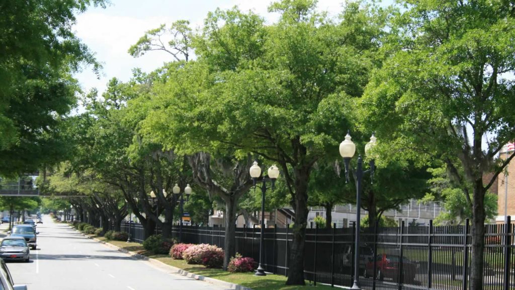 Proper tree selection, planting, and management are key in green infrastructure. (photo by B. Fair)