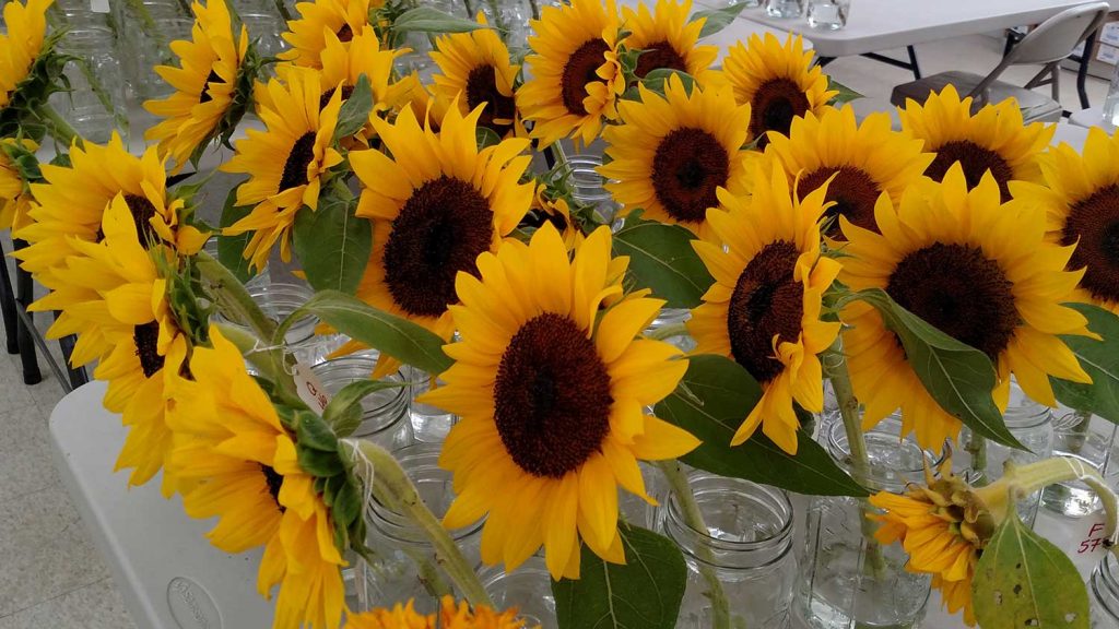 sunflower vase life evaluation