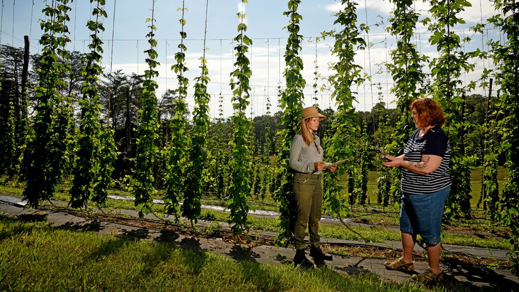 Two women talking in a hops yard.