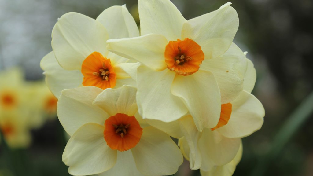 Cluster of four Narcissus 'Halvose' Tazetta