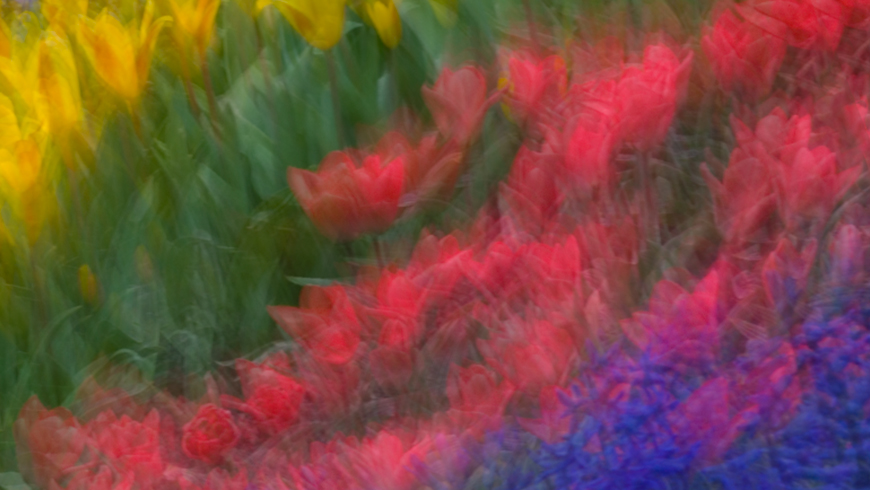 spring bulbs abstracted with movement