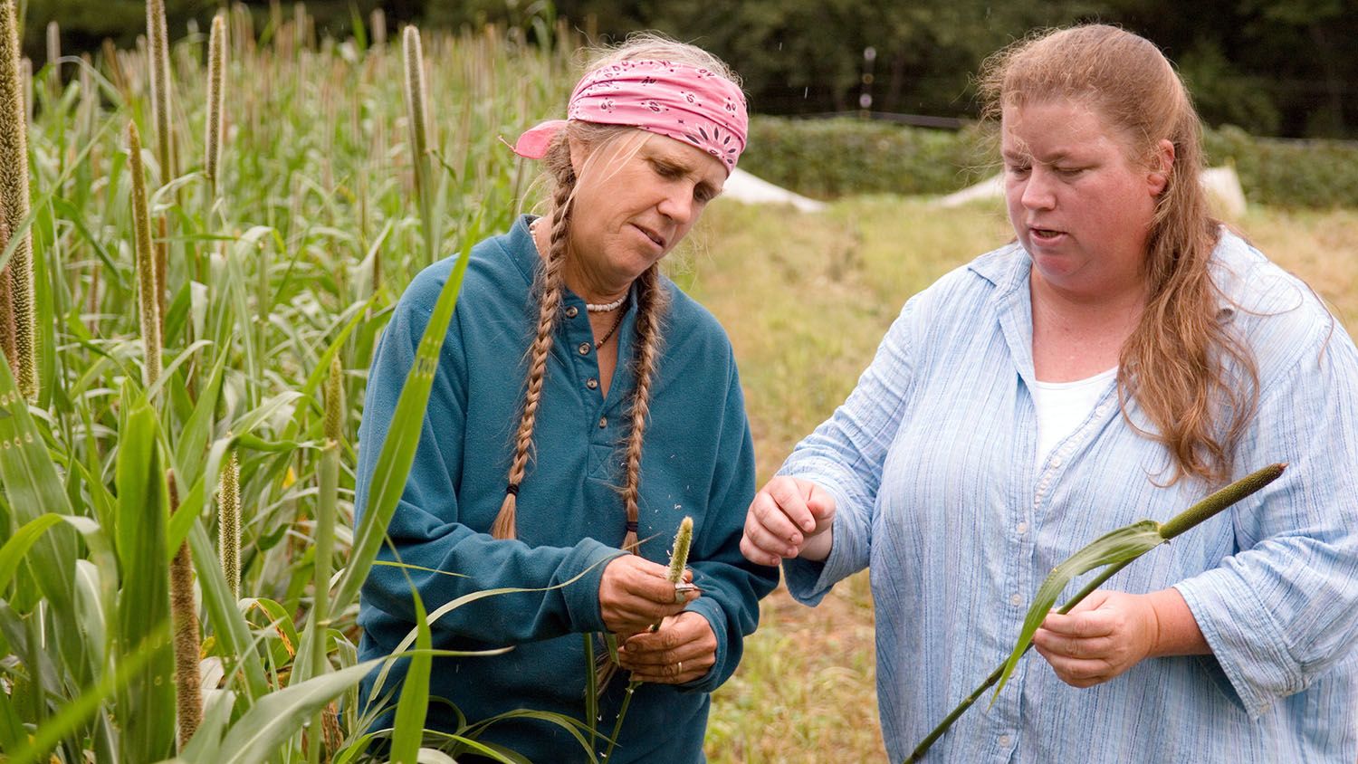Two farmers consult over a sprig of wheat in a wheat field. One woman wears a pink bandana and has her hair in two long pigtails.
