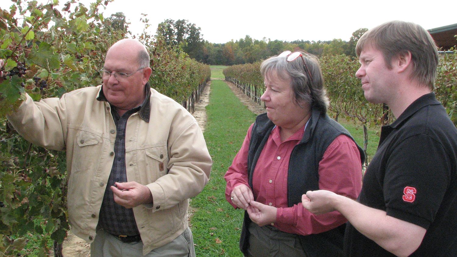 Two men and a woman examining grapes in a vineyard.