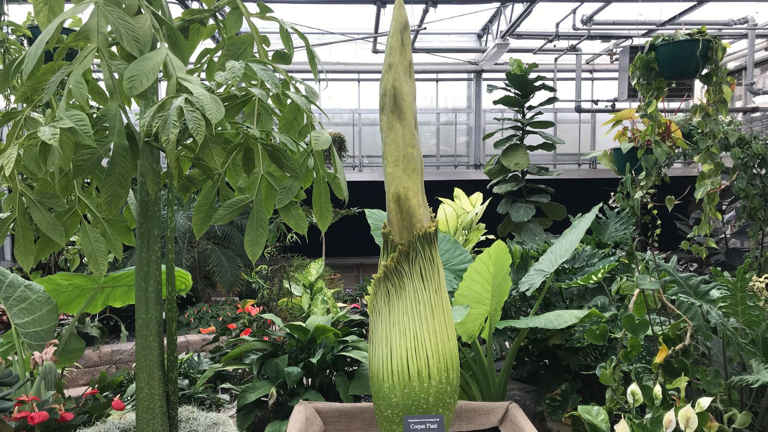 Lupin the corpse flower at NC State