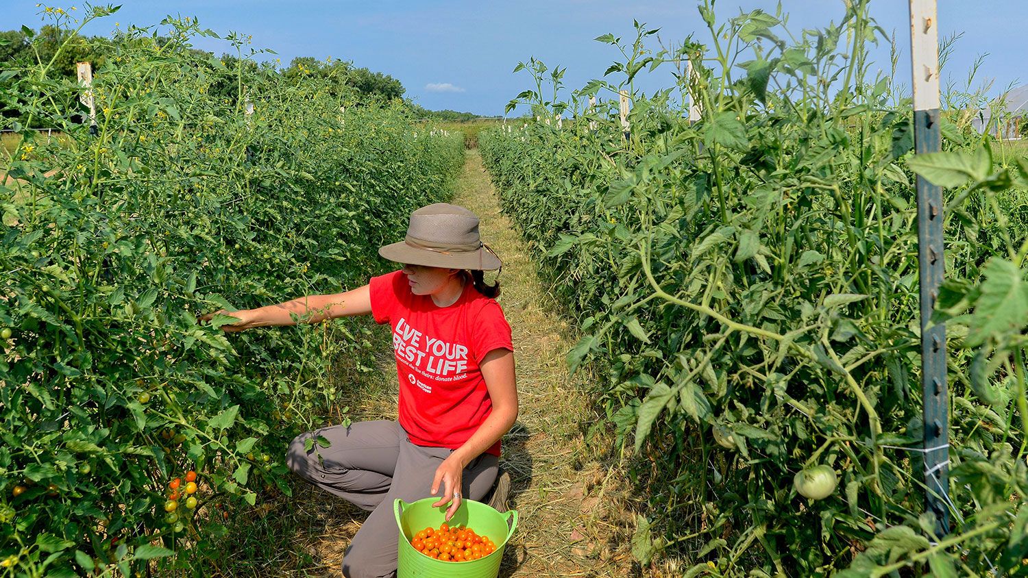 harvesting tomatoes