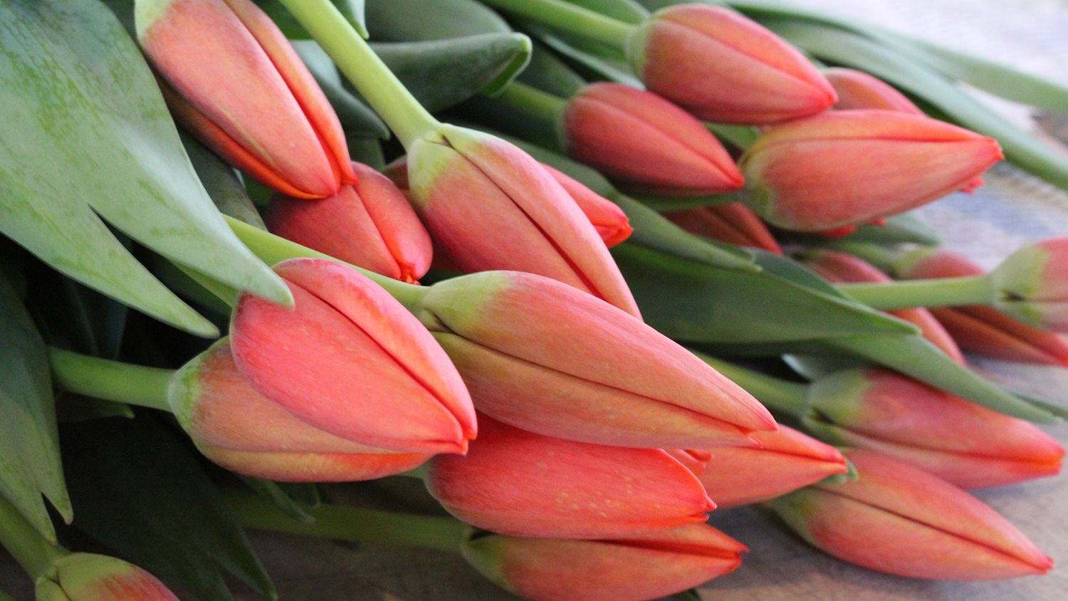 Closeup photo of a bunch of tulips about to open
