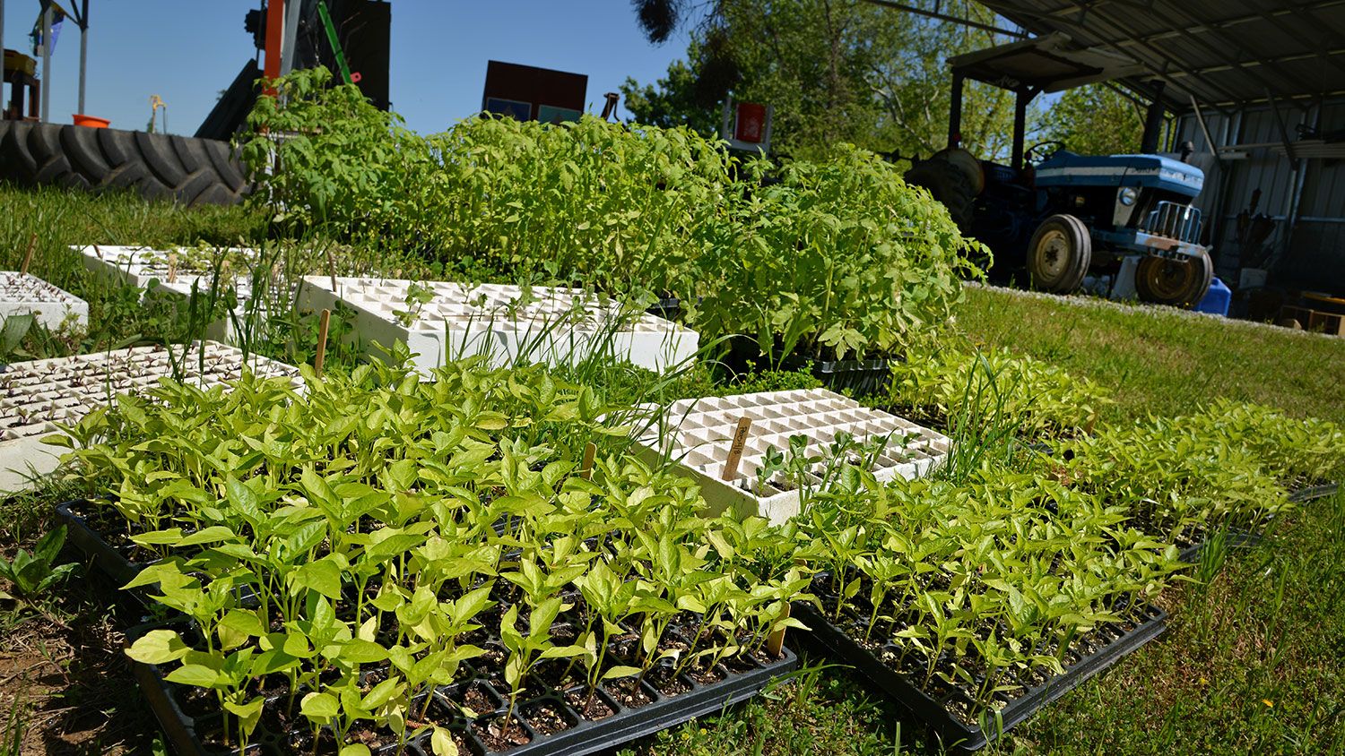 A large number of pepper and tomato gardening trays