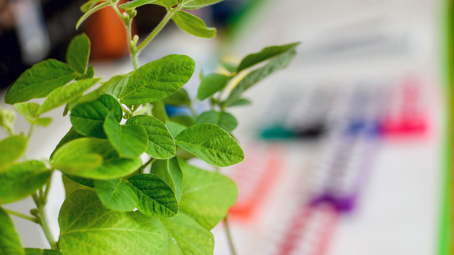 Soybean plants in a laboratory with colorful tubes in the background.