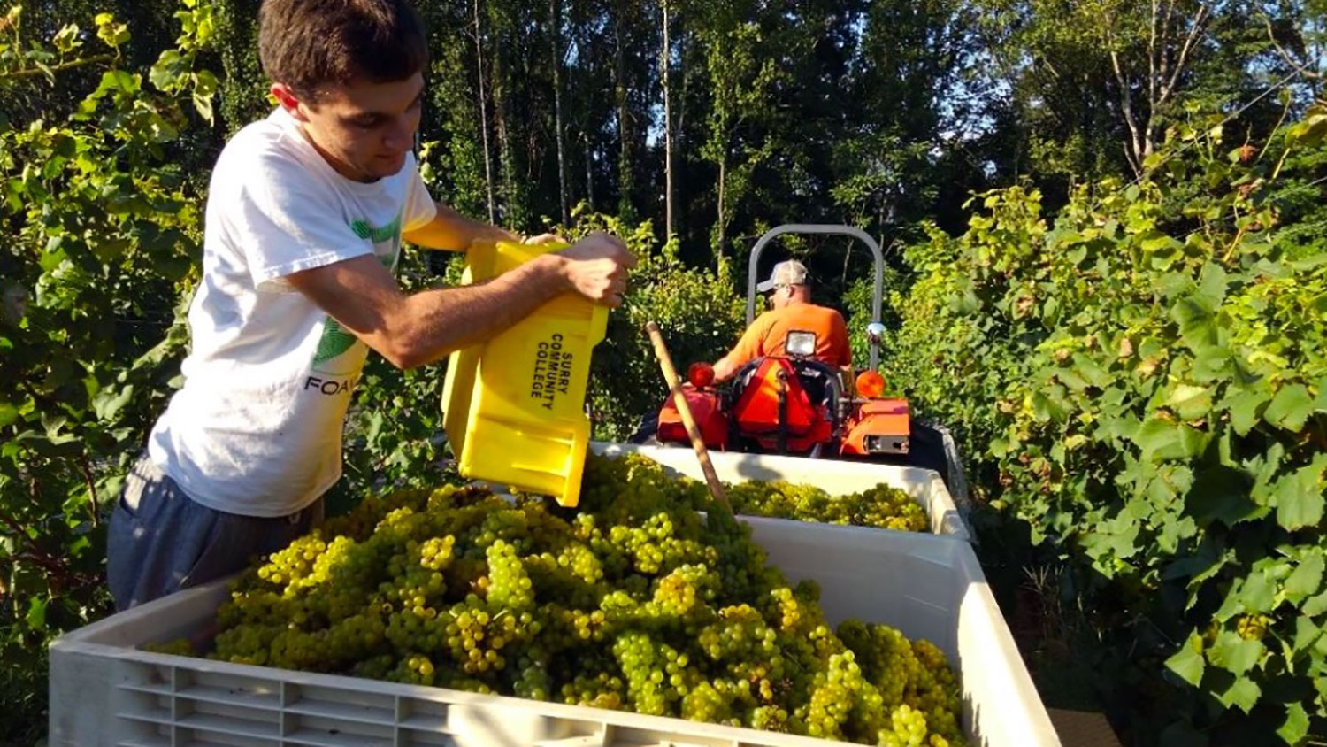 Brandon Shur, a newly selected Goodnight Scholar transfer student to the Department of Horticultural Science, seen harvesting grapes on his family farm.