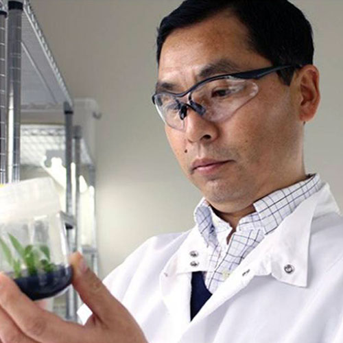 Dr. Kedong Da, Director of the Plant Transformation Lab