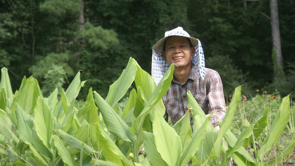 Man behind a row of turmeric plants on a community farm