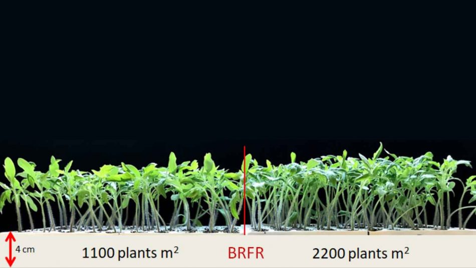 Effect of plant density on the total height of seedlings with the addition of far-red
