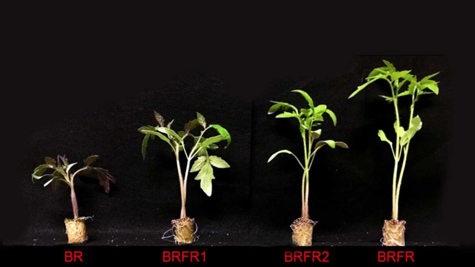 Effect of dynamic spectral treatments of far-red light on plant height of tomato seedlings.