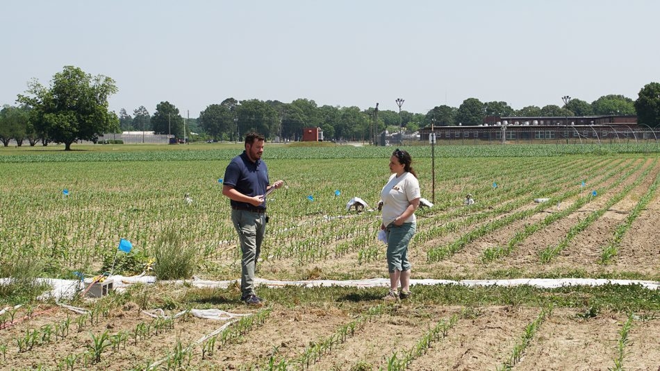 Man and woman talking in a corn field