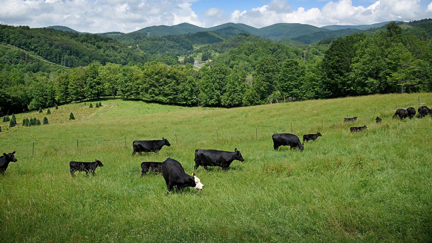 Cattle on a pasture with mountains and trees in the background